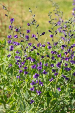 Faux indigo Baptisia australis 5-10 pot P9 Baptisia australis