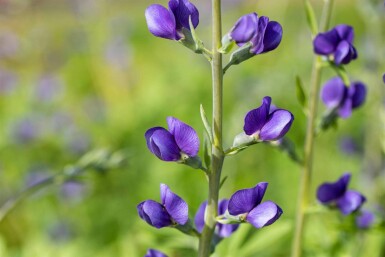 Faux indigo Baptisia australis 5-10 pot P9 Baptisia australis
