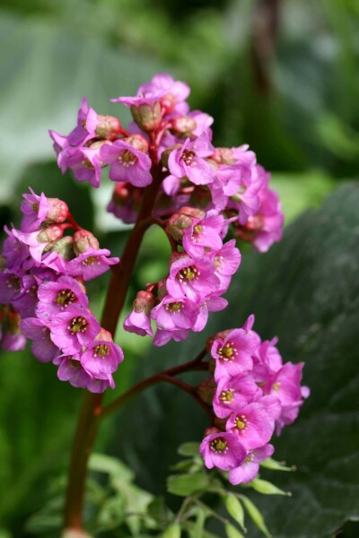 Plante des savetiers Bergenia cordifolia 'Purpurea' 5-10 pot P9 Bergenia cordifolia 'Purpurea'