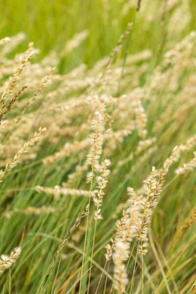 Herbe à grama Bouteloua gracilis 5-10 pot P9 Bouteloua gracilis