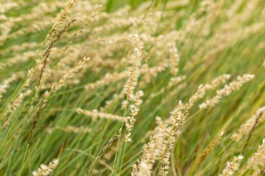 Bouteloua gracilis