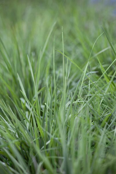 Amourette Briza media 5-10 pot P9 Briza media