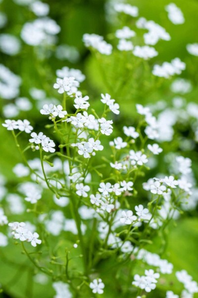 Myosotis du caucase Brunnera macrophylla 'Betty Bowring' 5-10 pot P9 Brunnera macrophylla 'Betty Bowring'