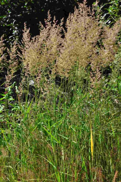 Calamagrostide des roseaux Calamagrostis arundinacea 5-10 pot P9 Calamagrostis arundinacea