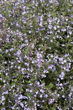 Herbe aux chats Calamintha nepeta 'Marvelette Blue' 5-10 pot P9 Calamintha nepeta 'Marvelette Blue'