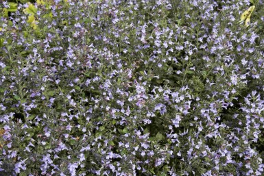Herbe aux chats Calamintha nepeta 'Marvelette Blue' 5-10 pot P9 Calamintha nepeta 'Marvelette Blue'