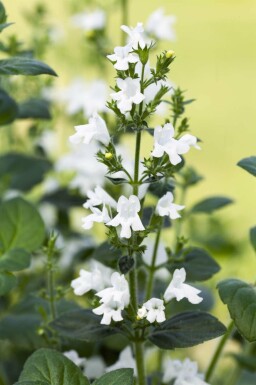 Herbe à chats Calamintha nepeta 'White Cloud' 5-10 pot P9 Calamintha nepeta 'White Cloud'