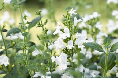 Herbe à chats Calamintha nepeta 'White Cloud' 5-10 pot P9 Calamintha nepeta 'White Cloud'