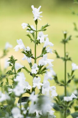 Calamintha nepeta 'White Cloud'