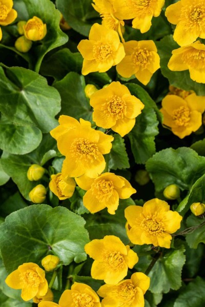 Populage des marais Caltha palustris 5-10 pot P9 Caltha palustris