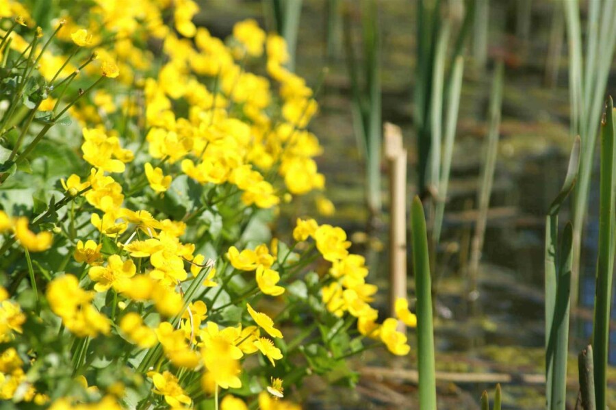 Populage des marais Caltha palustris 5-10 pot P9 Caltha palustris
