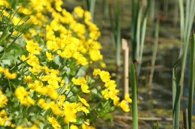 Populage des marais Caltha palustris 5-10 pot P9 Caltha palustris