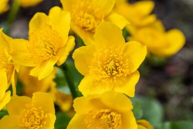 Populage des marais Caltha palustris 5-10 pot P9 Caltha palustris