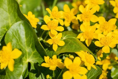 Populage des marais Caltha palustris 5-10 pot P9 Caltha palustris