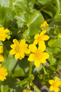 Populage des marais Caltha palustris 5-10 pot P9 Caltha palustris