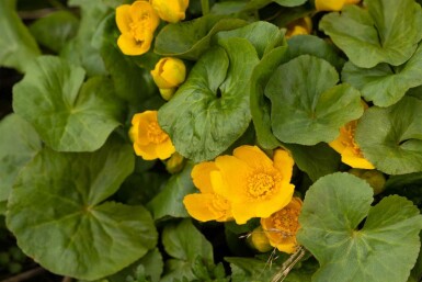 Populage des marais Caltha palustris 5-10 pot P9 Caltha palustris