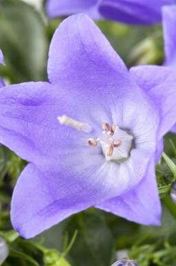 Campanule des alpes Campanula cochleariifolia 5-10 pot P9 Campanula cochleariifolia