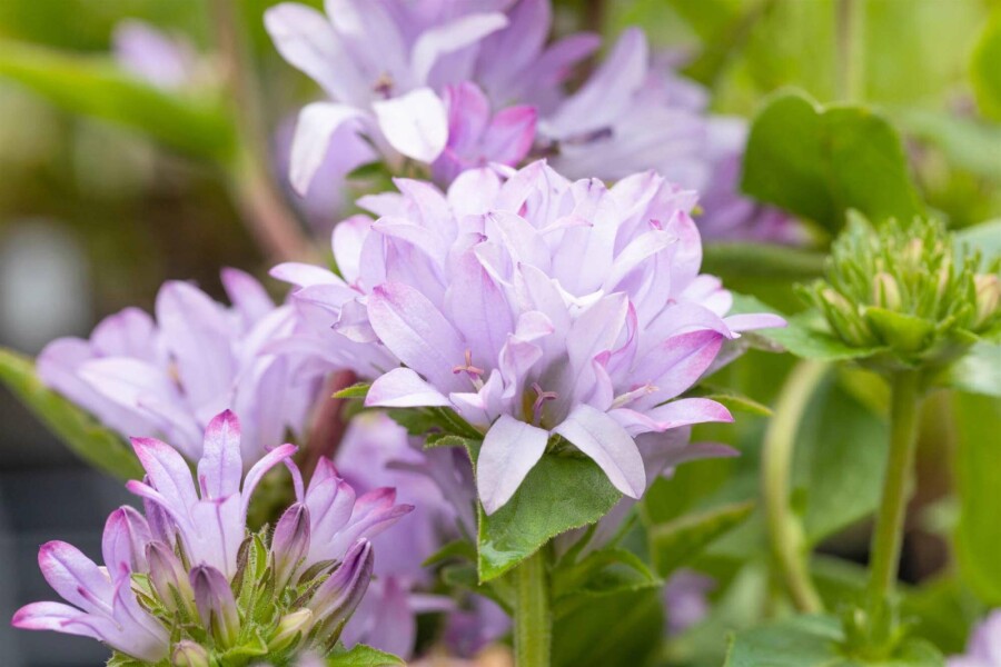 Campanule agglomérée Campanula glomerata 'Caroline' 5-10 pot P9 Campanula glomerata 'Caroline'