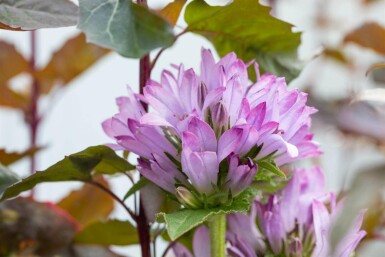 Campanule agglomérée Campanula glomerata 'Caroline' 5-10 pot P9 Campanula glomerata 'Caroline'