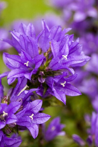 Campanule agglomérée Campanula glomerata 5-10 pot P9 Campanula glomerata