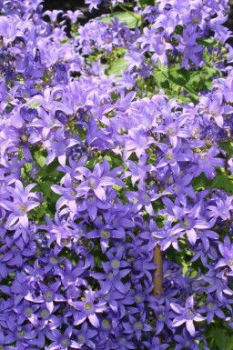 Campanule lactiflore Campanula lactiflora 5-10 pot P9 Campanula lactiflora