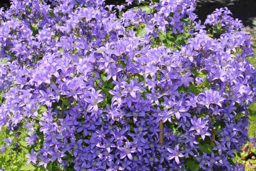 Campanule lactiflore Campanula lactiflora 5-10 pot P9 Campanula lactiflora
