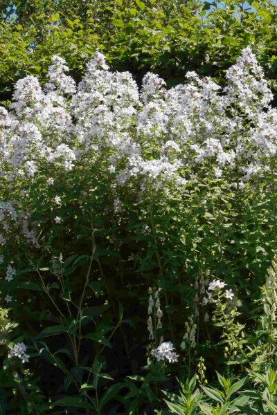 Campanule des bois Campanula latifolia 'Alba' 5-10 pot P9 Campanula latifolia 'Alba'