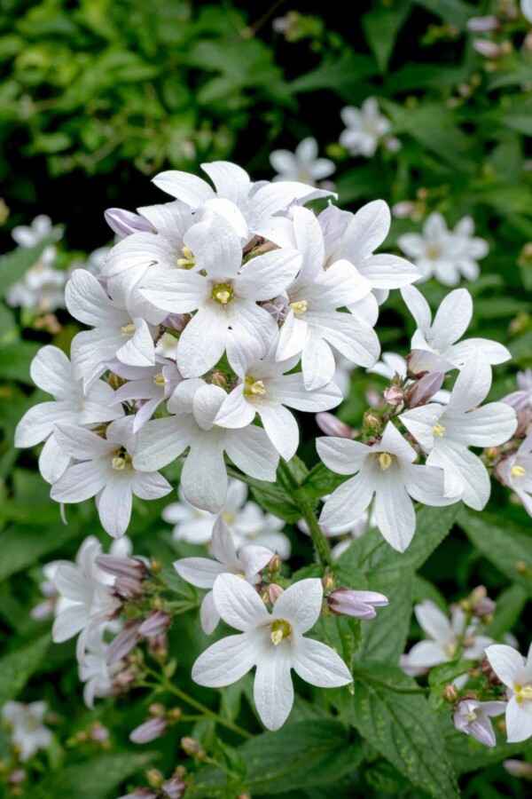 Campanule des bois Campanula latifolia 'Alba' 5-10 pot P9 Campanula latifolia 'Alba'