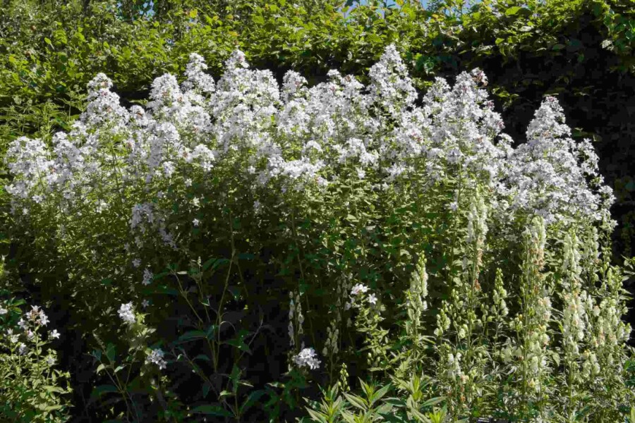 Campanule des bois Campanula latifolia 'Alba' 5-10 pot P9 Campanula latifolia 'Alba'