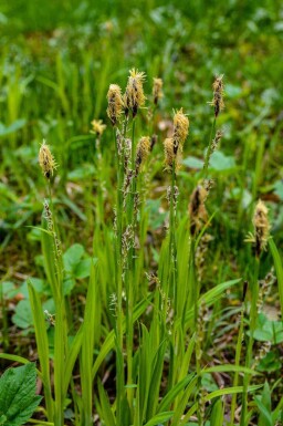 Carex acutiforme Carex acutiformis 5-10 pot P9 Carex acutiformis