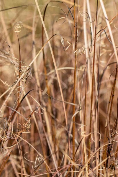 Carex à feuilles bronze Carex comans 'Bronze Form' 5-10 pot P9 Carex comans 'Bronze Form'