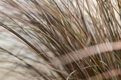 Carex à feuilles bronze Carex comans 'Bronze Form' 5-10 pot P9 Carex comans 'Bronze Form'