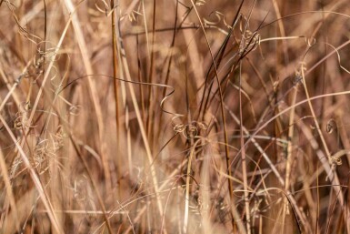 Carex à feuilles bronze Carex comans 'Bronze Form' 5-10 pot P9 Carex comans 'Bronze Form'