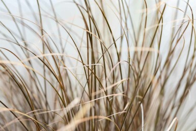 Carex à feuilles bronze Carex comans 'Bronze Form' 5-10 pot P9 Carex comans 'Bronze Form'