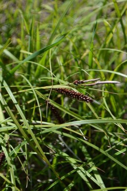 Laîche glauque Carex flacca 5-10 pot P9 Carex flacca