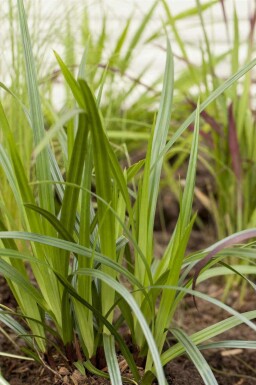 Carex plantain Carex plantaginea 5-10 pot P9 Carex plantaginea