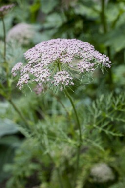 Cumin des prés Carum carvi 5-10 pot P9 Carum carvi