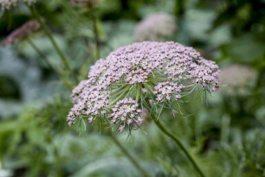 Cumin des prés Carum carvi 5-10 pot P9 Carum carvi