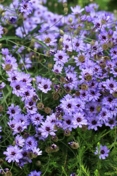 Cupidone bleue Catananche caerulea 5-10 pot P9 Catananche caerulea