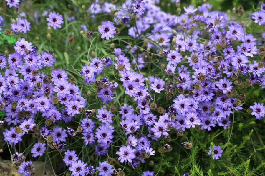 Cupidone bleue Catananche caerulea 5-10 pot P9 Catananche caerulea
