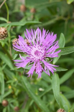 Centaurée jacée Centaurea jacea 5-10 pot P9 Centaurea jacea