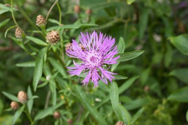 Centaurée jacée Centaurea jacea 5-10 pot P9 Centaurea jacea