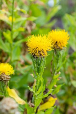 Centaurea dorée Centaurea macrocephala 5-10 pot P9 Centaurea macrocephala