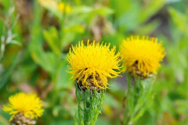 Centaurea dorée Centaurea macrocephala 5-10 pot P9 Centaurea macrocephala