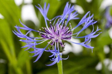 Centaurée des montagnes Centaurea montana 'Grandiflora' 5-10 pot P9 Centaurea montana 'Grandiflora'