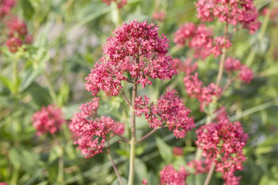 Valériane rouge Centranthus ruber 5-10 pot P9 Centranthus ruber