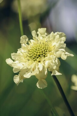 Scabieuse géante Cephalaria gigantea 5-10 pot P9 Cephalaria gigantea