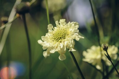 Scabieuse géante Cephalaria gigantea 5-10 pot P9 Cephalaria gigantea