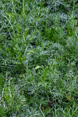 Camomille noble Chamaemelum nobile 'Treneague' 5-10 pot P9 Chamaemelum nobile 'Treneague'