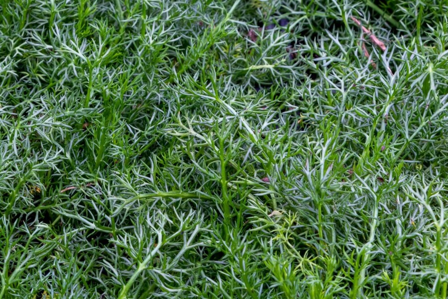 Camomille noble Chamaemelum nobile 'Treneague' 5-10 pot P9 Chamaemelum nobile 'Treneague'